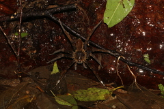 Dolomedes raptor