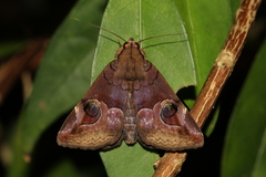 Ommatophora luminosa