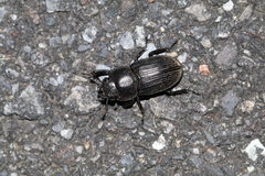 Aegus laevicollis formosae