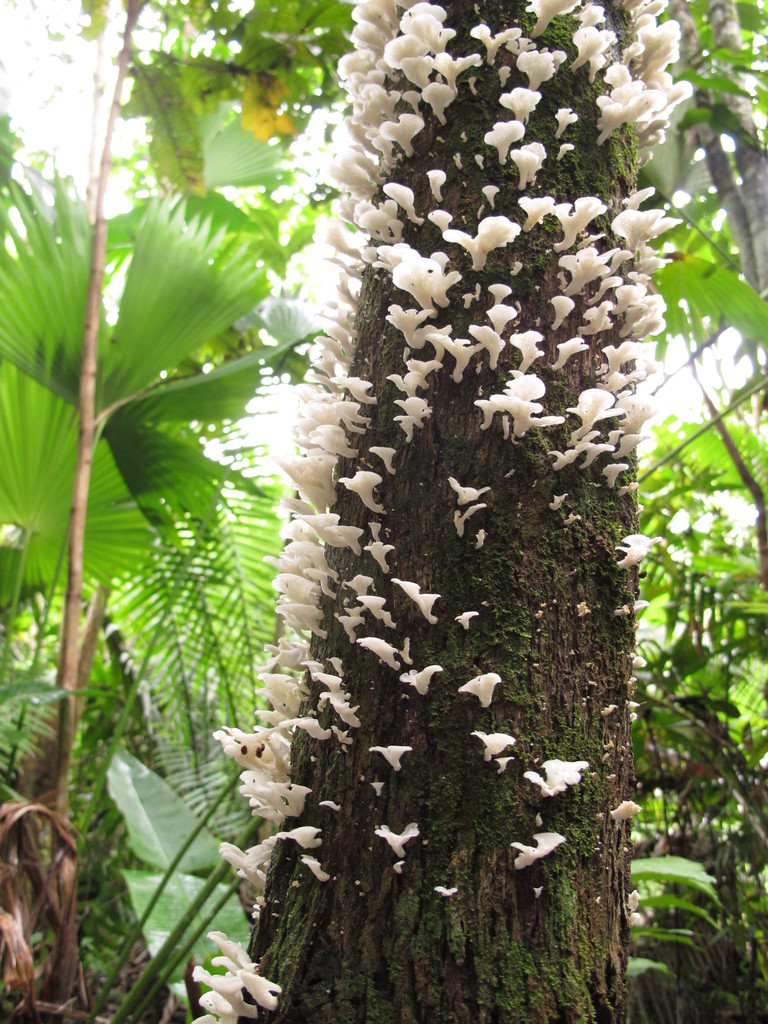 Favolus brasiliensis · January 2014 · photo: © michaelbakkerpaiva (iNaturalist, cc-by)