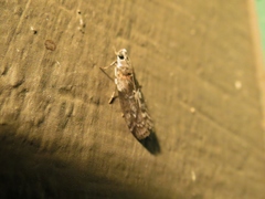 Sciota subcaesiella