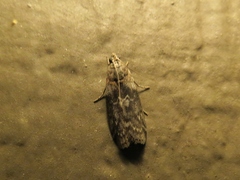 Sciota subcaesiella