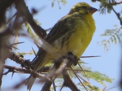 Crithagra dorsostriata