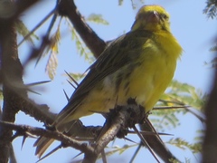 Crithagra dorsostriata