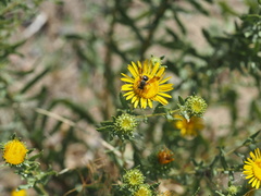 Dieunomia nevadensis bakeri