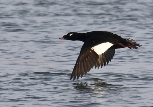 White-winged Scoter, photo 3 of 9