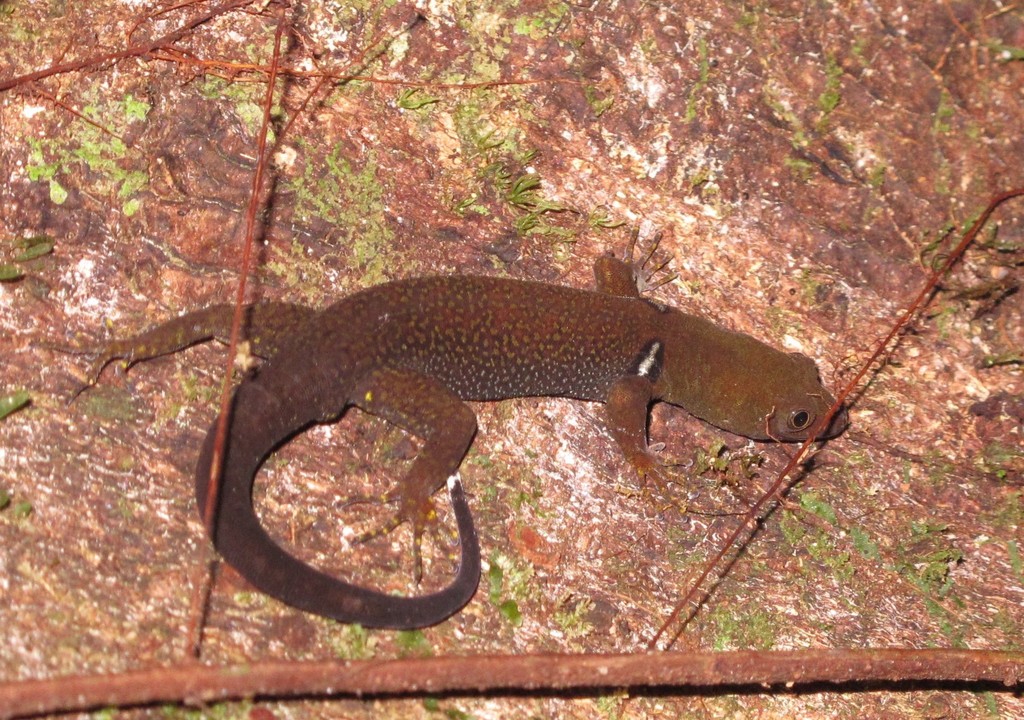 O'Shaughnessy's Gecko