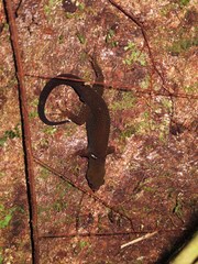 Gonatodes concinnatus