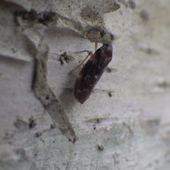 Synecdoche dimidiata