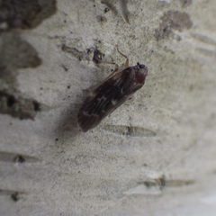 Synecdoche dimidiata