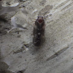 Synecdoche dimidiata