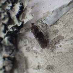 Synecdoche dimidiata