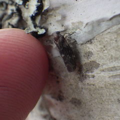 Synecdoche dimidiata