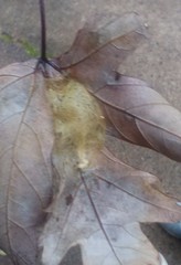 Apatelodes torrefacta