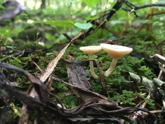 Lactarius griseus