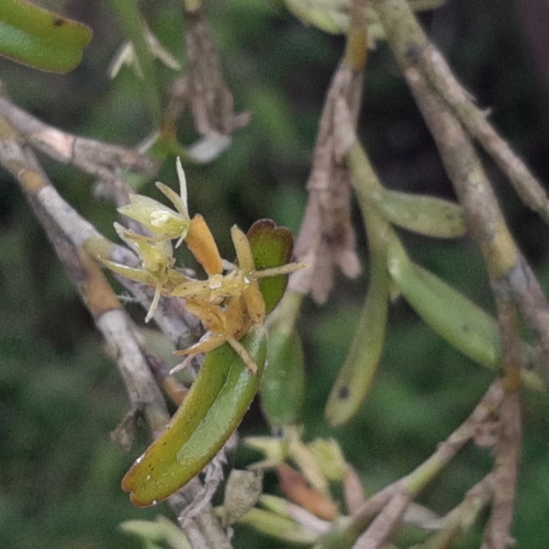Image of Epidendrum ramosum by (c) Arthur de Jesús Chavarría Pérez, some rights reserved (CC BY)