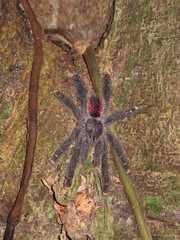 Avicularia juruensis