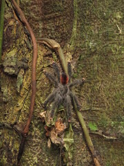 Avicularia juruensis