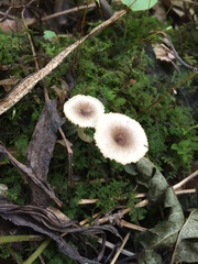Lactarius griseus