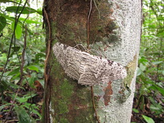 Thysania agrippina