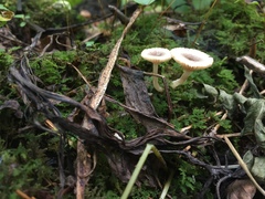 Lactarius griseus