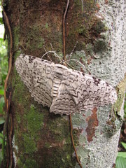 Thysania agrippina