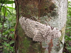 Thysania agrippina