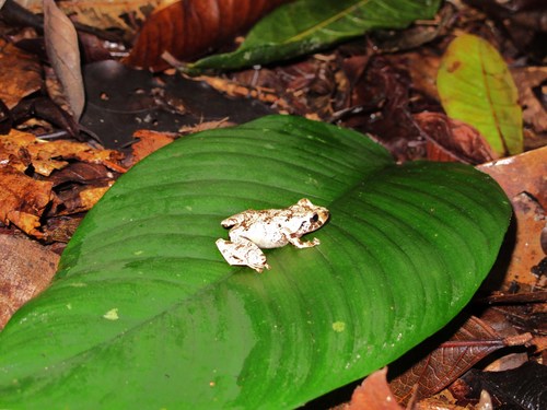 Pristimantis ockendeni