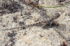 Ctenophorus adelaidensis