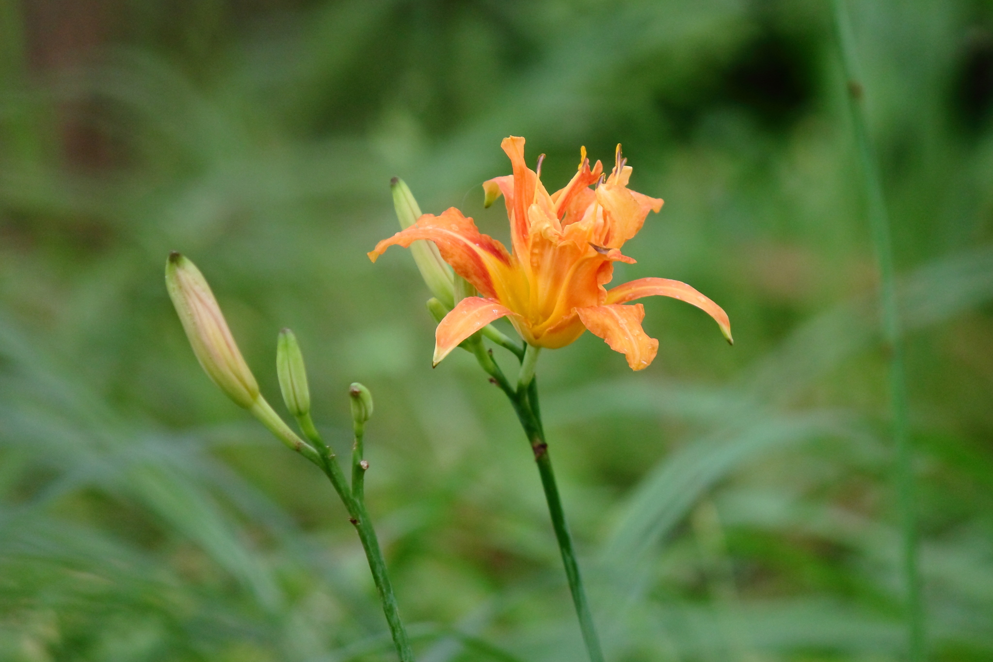 Lirio Asiático Naranja (Hemerocallis fulva) · iNaturalist Ecuador