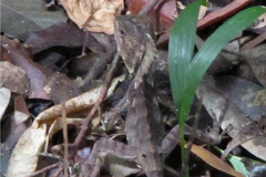 Lophosaurus spinipes