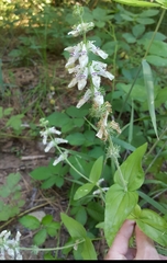 Collinsia tinctoria