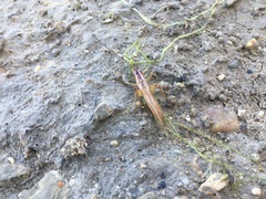 Conocephalus spinosus