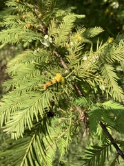 Taxodiomyia