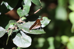 Adelpha pithys