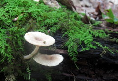 Lactarius griseus