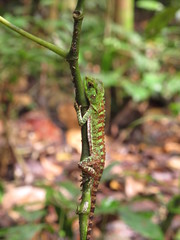 Enyalioides laticeps