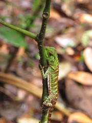 Enyalioides laticeps