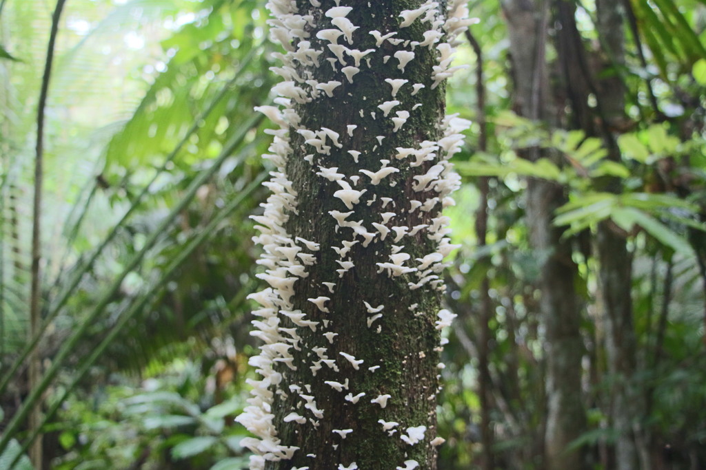 Favolus brasiliensis · January 2014 · photo: © michaelbakkerpaiva (iNaturalist, cc-by)