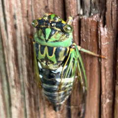 Neotibicen latifasciatus