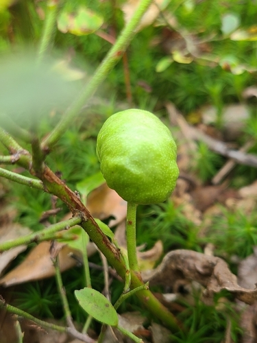 Blueberry Stem Gall Wasp