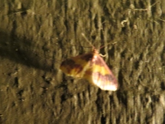 Lophosis labeculata