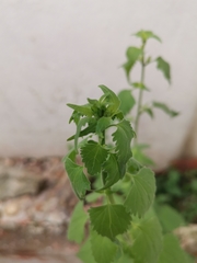 Fleischmannia incarnata