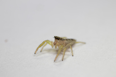 Hentzia