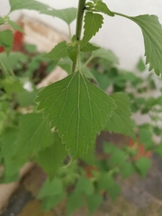 Fleischmannia incarnata