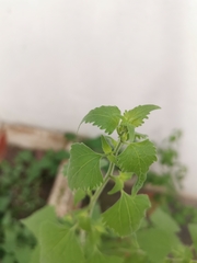 Fleischmannia incarnata