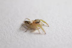 Hentzia