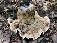 Sarcodon atroviridis