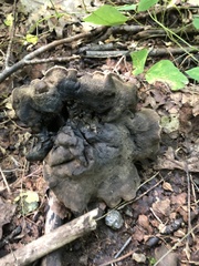 Sarcodon atroviridis