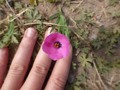 Modiolastrum gilliesii